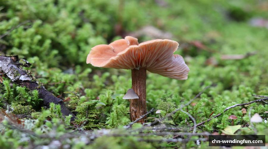 勇敢面对挑战，挑战自我极限。